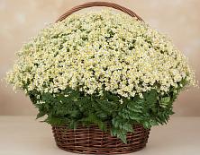 Цветочная композиция из Ромашки в корзине #REPLACE_PRED# Селезнево