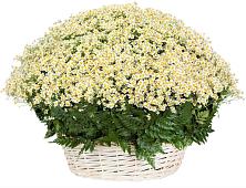 Цветочная композиция из Ромашки в корзине #REPLACE_PRED# Селезнево